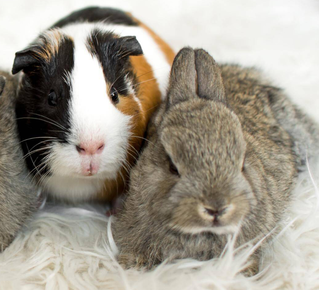 A guinea pig and a grey bunny sit close together on a soft, white, fluffy surface.